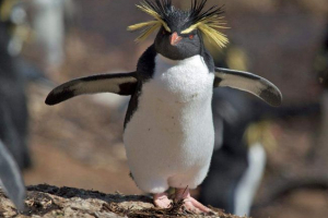 Veliki pingvin - važna ptica s luksuznim obrvama Veliki pingvin - važna ptica s luksuznim obrvama